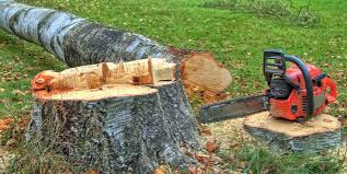 Best Fruit Tree Pruning  in La Feria, TX