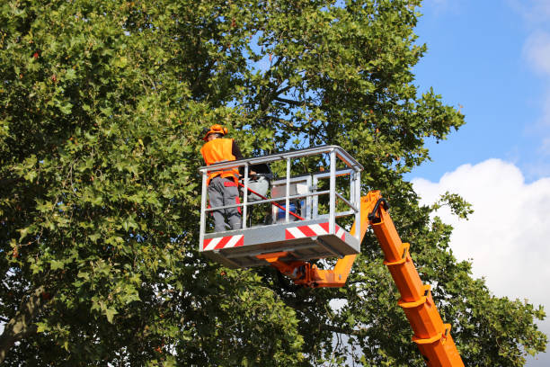 How Our Tree Care Process Works  in  La Feria, TX