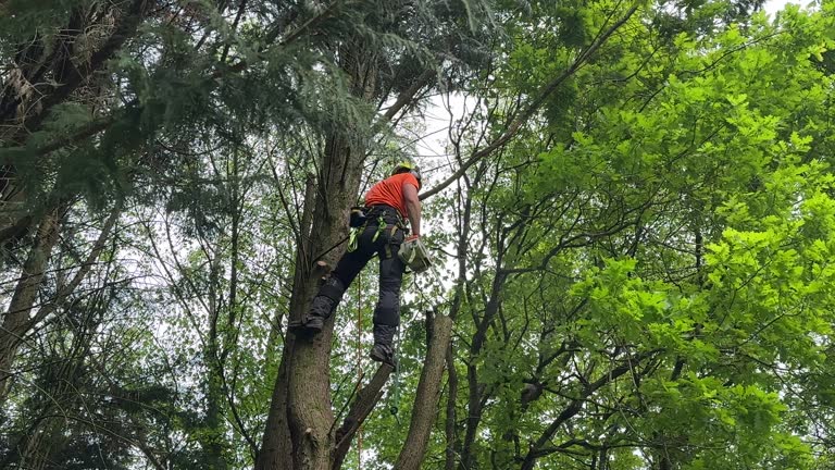 Best Leaf Removal  in La Feria, TX