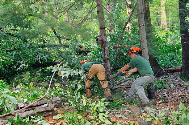 Trusted La Feria, TX Tree Services Experts
