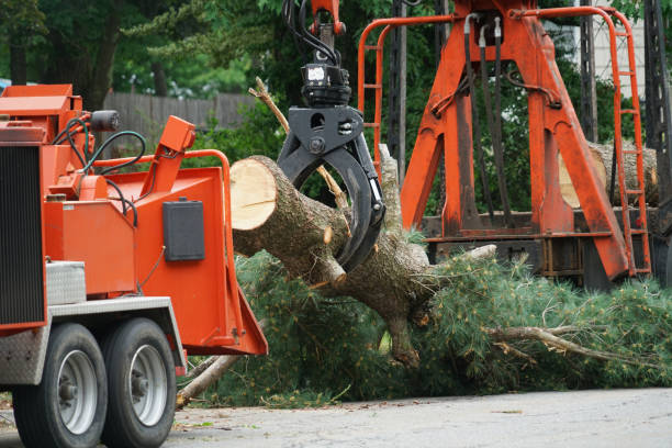 Best Tree Disease Treatment  in La Feria, TX