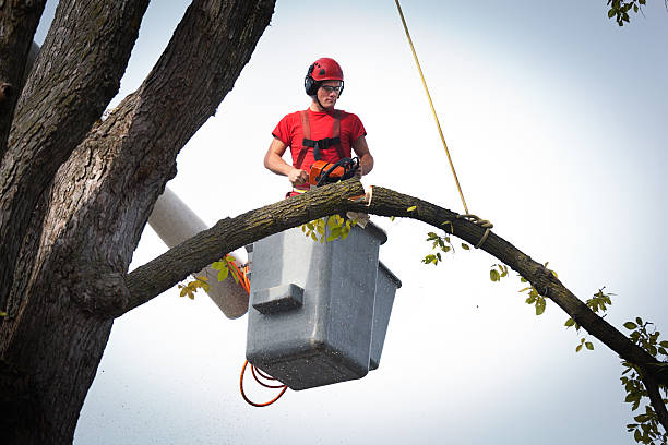 Best Arborist Consultation Services  in La Feria, TX